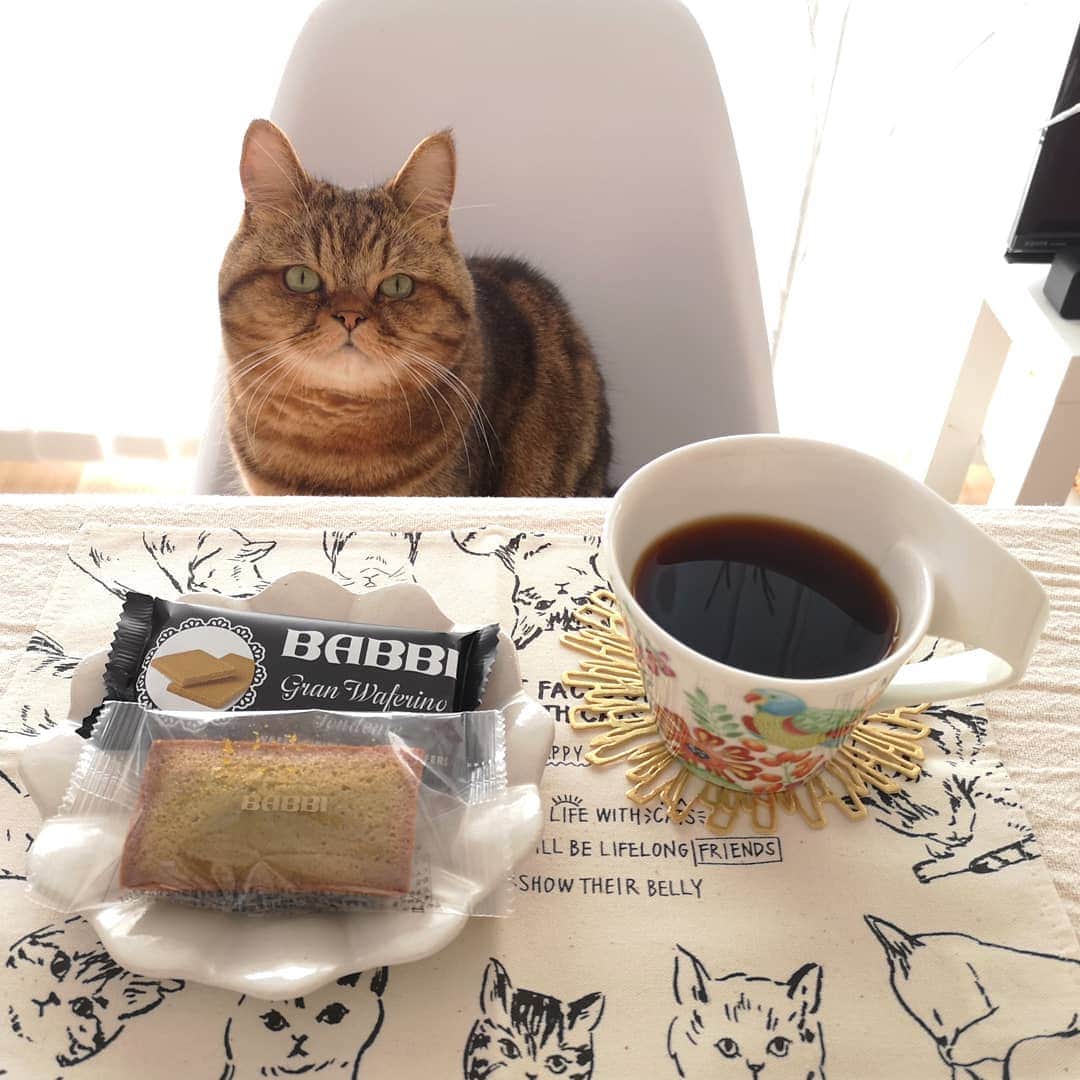 寅次郎（とらちゃん）のインスタグラム