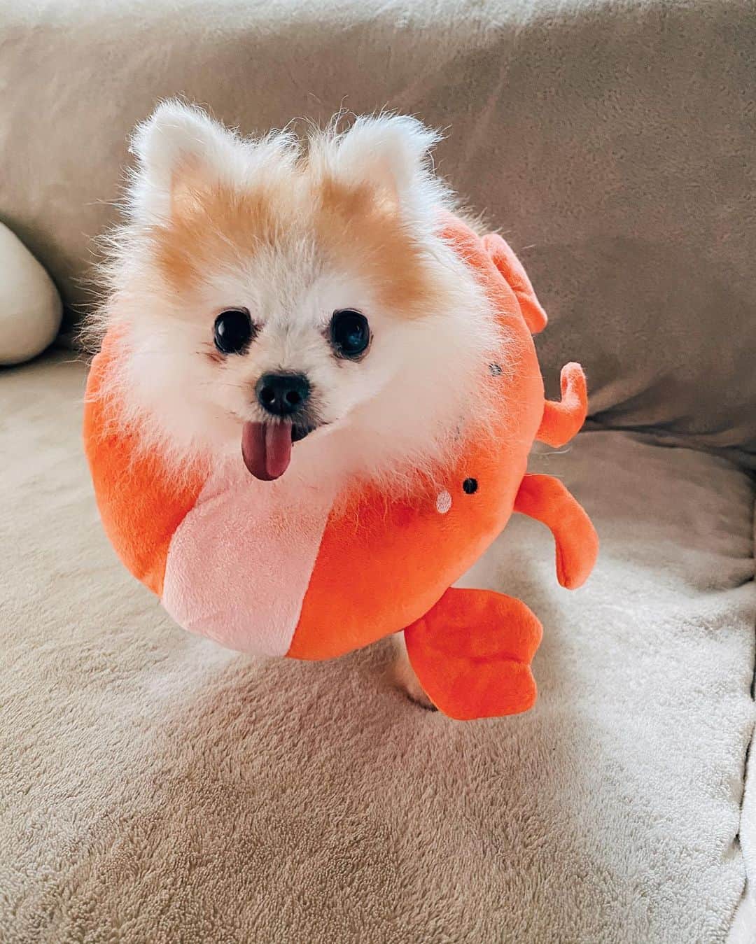 r_oseのインスタグラム：「Baby lobster 🦞〰️」