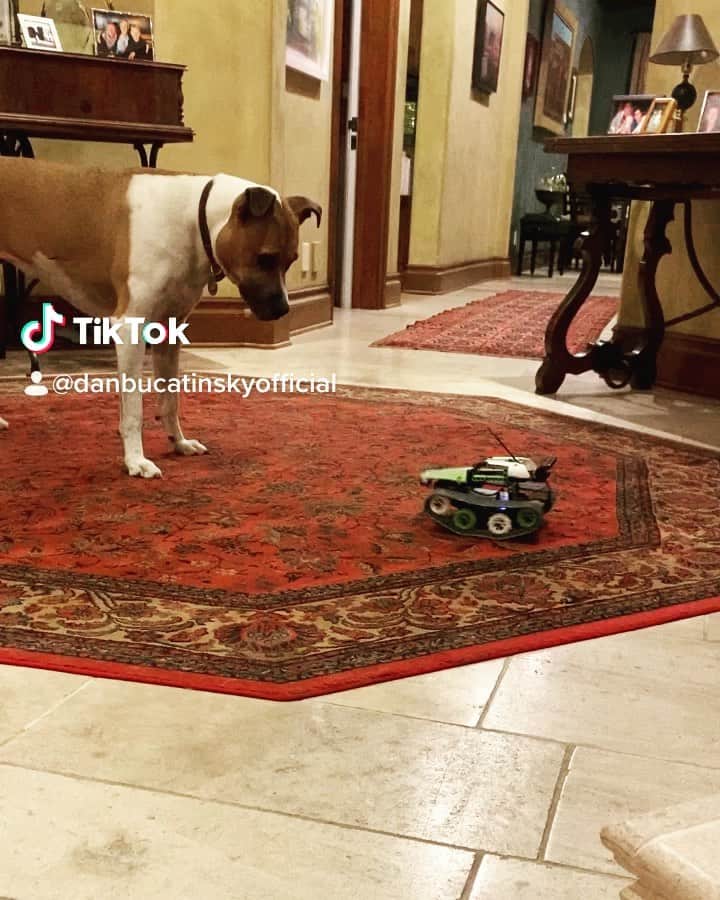 ダン・ブカティンスキーのインスタグラム：「#DogsPlayingwithCars @tiktok  Somebody’s Watching Me」