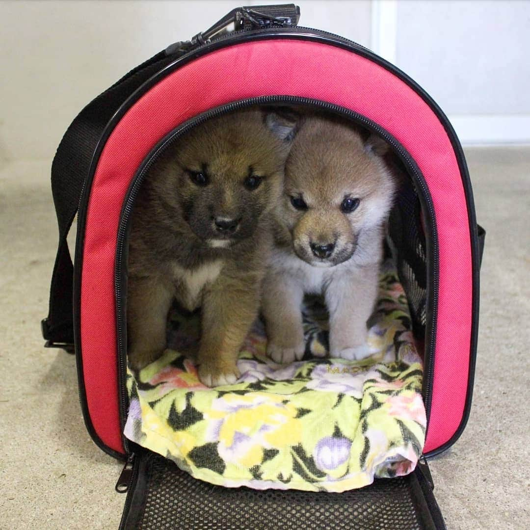 柴犬たま Shibainu Tamaのインスタグラム