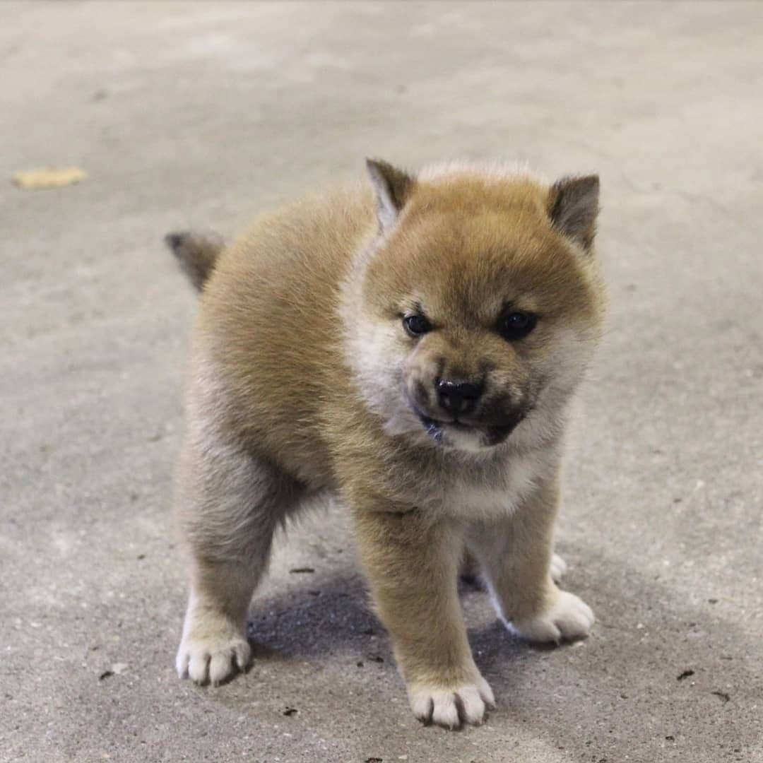 柴犬たま Shibainu Tamaさんのインスタグラム写真 - (柴犬たま Shibainu TamaInstagram)「🍀蔵出し映像リターンズ🍀﻿﻿﻿ 少しずつ走り回るようになった頃🐕💨💨﻿ ﻿ この頃から少しずつおしゅし達の体格差が出てきた🙄﻿ 今一番大きいコイは小さいながらスラッと細長い足だし、一番小さいトロはポテッとしてて短足😂😂﻿ ﻿ Caption trans🇬🇧﻿﻿﻿ 🍀 Memory clip returns 🍀﻿﻿﻿ This is when the sushi brothers started to run around a little bit🐕💨💨﻿ Since this time, there has been a slight difference in the size of the sushi brothers🙄 Now Koi, the biggest one, has small but slender legs, and Toro, the smallest, has potato-like, short legs😂😂﻿ ﻿ #柴犬たま #柴犬コイ #柴犬トロ #柴犬ウニ #おしゅし兄弟 #蔵出し映像 #蔵出し映像リターンズ #仲良し兄弟 #プリケツ #ふわもこ #かなりまるい #みんな違ってみんないい﻿ #柴犬 #shiba #shibainu #shibastagram #犬 #dog #柴犬赤ちゃん #柴犬子犬 #子犬 #shibababy #shibainubaby #baby #shibapuppy #shibainupuppy #puppy #多頭飼い」10月28日 12時09分 - tama7653