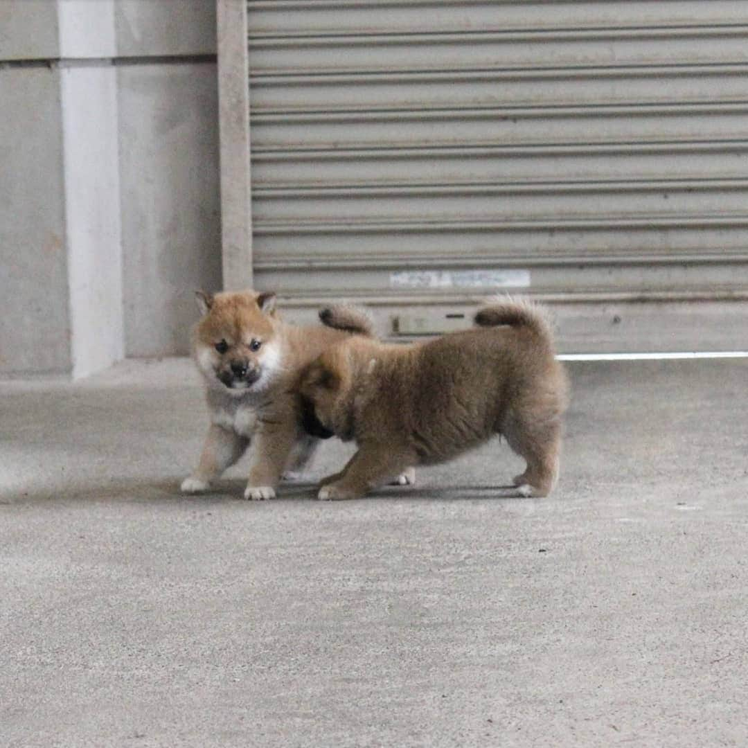 柴犬たま Shibainu Tamaさんのインスタグラム写真 - (柴犬たま Shibainu TamaInstagram)「🍀蔵出し映像リターンズ🍀﻿﻿﻿ 少しずつ走り回るようになった頃🐕💨💨﻿ ﻿ この頃から少しずつおしゅし達の体格差が出てきた🙄﻿ 今一番大きいコイは小さいながらスラッと細長い足だし、一番小さいトロはポテッとしてて短足😂😂﻿ ﻿ Caption trans🇬🇧﻿﻿﻿ 🍀 Memory clip returns 🍀﻿﻿﻿ This is when the sushi brothers started to run around a little bit🐕💨💨﻿ Since this time, there has been a slight difference in the size of the sushi brothers🙄 Now Koi, the biggest one, has small but slender legs, and Toro, the smallest, has potato-like, short legs😂😂﻿ ﻿ #柴犬たま #柴犬コイ #柴犬トロ #柴犬ウニ #おしゅし兄弟 #蔵出し映像 #蔵出し映像リターンズ #仲良し兄弟 #プリケツ #ふわもこ #かなりまるい #みんな違ってみんないい﻿ #柴犬 #shiba #shibainu #shibastagram #犬 #dog #柴犬赤ちゃん #柴犬子犬 #子犬 #shibababy #shibainubaby #baby #shibapuppy #shibainupuppy #puppy #多頭飼い」10月28日 12時09分 - tama7653