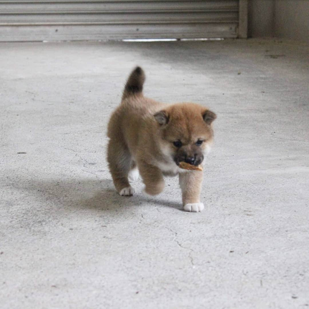 柴犬たま Shibainu Tamaさんのインスタグラム写真 - (柴犬たま Shibainu TamaInstagram)「🍀蔵出し映像リターンズ🍀﻿﻿﻿ 少しずつ走り回るようになった頃🐕💨💨﻿ ﻿ この頃から少しずつおしゅし達の体格差が出てきた🙄﻿ 今一番大きいコイは小さいながらスラッと細長い足だし、一番小さいトロはポテッとしてて短足😂😂﻿ ﻿ Caption trans🇬🇧﻿﻿﻿ 🍀 Memory clip returns 🍀﻿﻿﻿ This is when the sushi brothers started to run around a little bit🐕💨💨﻿ Since this time, there has been a slight difference in the size of the sushi brothers🙄 Now Koi, the biggest one, has small but slender legs, and Toro, the smallest, has potato-like, short legs😂😂﻿ ﻿ #柴犬たま #柴犬コイ #柴犬トロ #柴犬ウニ #おしゅし兄弟 #蔵出し映像 #蔵出し映像リターンズ #仲良し兄弟 #プリケツ #ふわもこ #かなりまるい #みんな違ってみんないい﻿ #柴犬 #shiba #shibainu #shibastagram #犬 #dog #柴犬赤ちゃん #柴犬子犬 #子犬 #shibababy #shibainubaby #baby #shibapuppy #shibainupuppy #puppy #多頭飼い」10月28日 12時09分 - tama7653