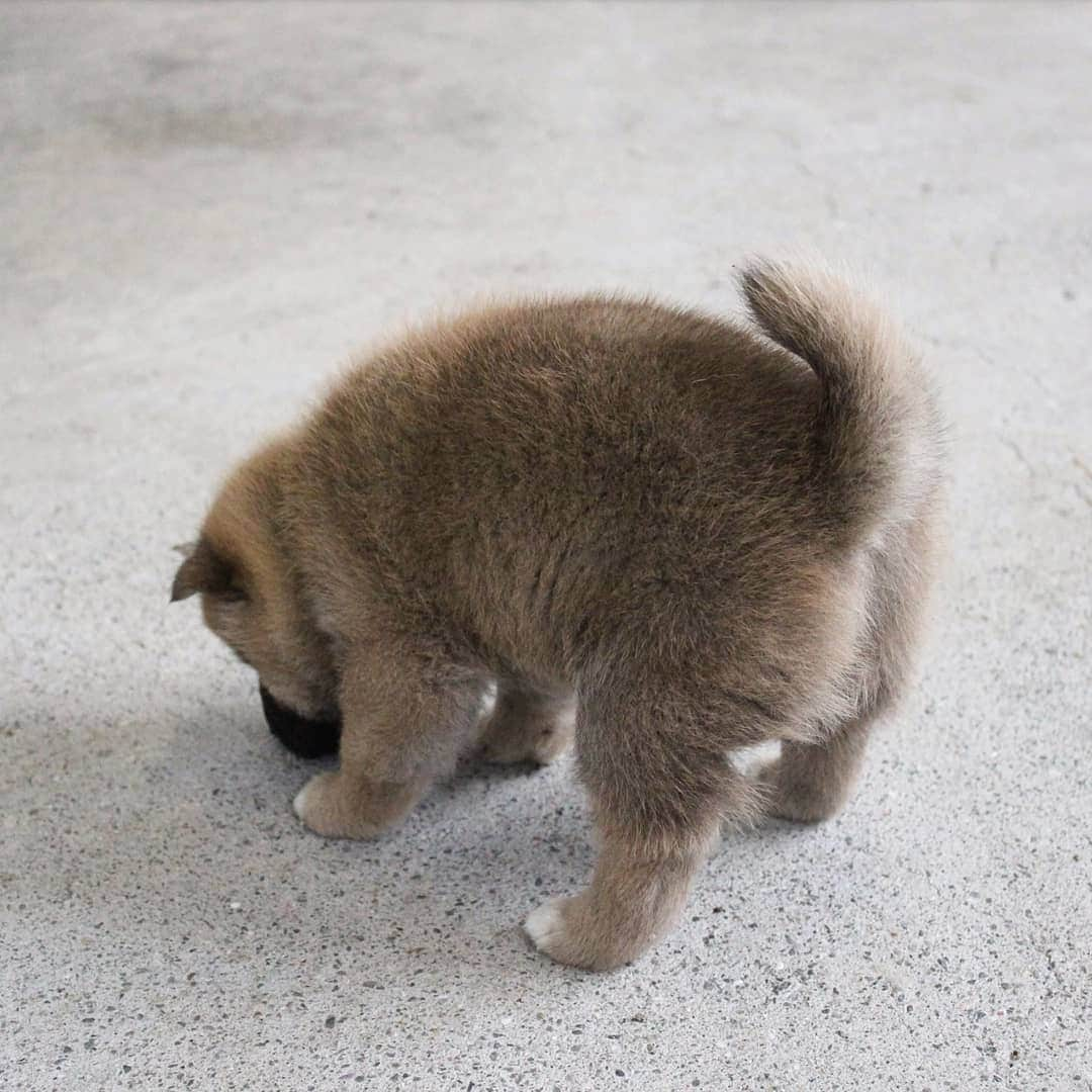 柴犬たま Shibainu Tamaさんのインスタグラム写真 - (柴犬たま Shibainu TamaInstagram)「🍀蔵出し映像リターンズ🍀﻿﻿﻿ 少しずつ走り回るようになった頃🐕💨💨﻿ ﻿ この頃から少しずつおしゅし達の体格差が出てきた🙄﻿ 今一番大きいコイは小さいながらスラッと細長い足だし、一番小さいトロはポテッとしてて短足😂😂﻿ ﻿ Caption trans🇬🇧﻿﻿﻿ 🍀 Memory clip returns 🍀﻿﻿﻿ This is when the sushi brothers started to run around a little bit🐕💨💨﻿ Since this time, there has been a slight difference in the size of the sushi brothers🙄 Now Koi, the biggest one, has small but slender legs, and Toro, the smallest, has potato-like, short legs😂😂﻿ ﻿ #柴犬たま #柴犬コイ #柴犬トロ #柴犬ウニ #おしゅし兄弟 #蔵出し映像 #蔵出し映像リターンズ #仲良し兄弟 #プリケツ #ふわもこ #かなりまるい #みんな違ってみんないい﻿ #柴犬 #shiba #shibainu #shibastagram #犬 #dog #柴犬赤ちゃん #柴犬子犬 #子犬 #shibababy #shibainubaby #baby #shibapuppy #shibainupuppy #puppy #多頭飼い」10月28日 12時09分 - tama7653