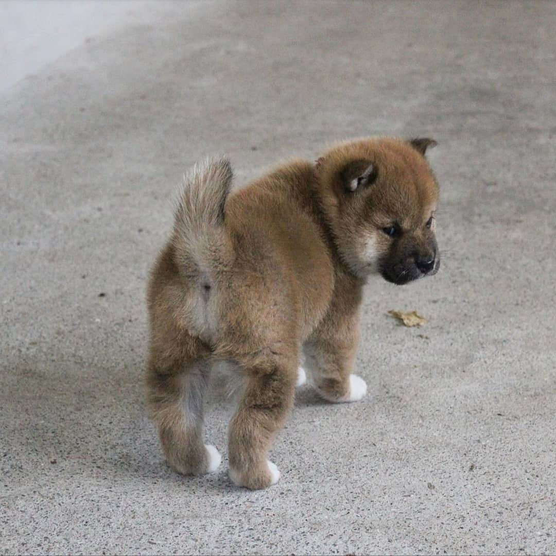 柴犬たま Shibainu Tamaさんのインスタグラム写真 - (柴犬たま Shibainu TamaInstagram)「🍀蔵出し映像リターンズ🍀﻿﻿﻿ 少しずつ走り回るようになった頃🐕💨💨﻿ ﻿ この頃から少しずつおしゅし達の体格差が出てきた🙄﻿ 今一番大きいコイは小さいながらスラッと細長い足だし、一番小さいトロはポテッとしてて短足😂😂﻿ ﻿ Caption trans🇬🇧﻿﻿﻿ 🍀 Memory clip returns 🍀﻿﻿﻿ This is when the sushi brothers started to run around a little bit🐕💨💨﻿ Since this time, there has been a slight difference in the size of the sushi brothers🙄 Now Koi, the biggest one, has small but slender legs, and Toro, the smallest, has potato-like, short legs😂😂﻿ ﻿ #柴犬たま #柴犬コイ #柴犬トロ #柴犬ウニ #おしゅし兄弟 #蔵出し映像 #蔵出し映像リターンズ #仲良し兄弟 #プリケツ #ふわもこ #かなりまるい #みんな違ってみんないい﻿ #柴犬 #shiba #shibainu #shibastagram #犬 #dog #柴犬赤ちゃん #柴犬子犬 #子犬 #shibababy #shibainubaby #baby #shibapuppy #shibainupuppy #puppy #多頭飼い」10月28日 12時09分 - tama7653