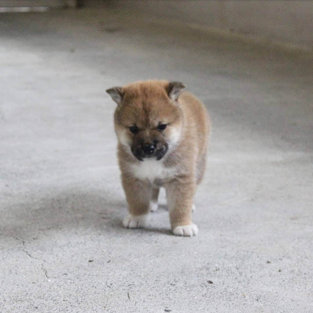 柴犬たま Shibainu Tamaさんのインスタグラム写真 - (柴犬たま Shibainu TamaInstagram)「🍀蔵出し映像リターンズ🍀﻿﻿﻿ 少しずつ走り回るようになった頃🐕💨💨﻿ ﻿ この頃から少しずつおしゅし達の体格差が出てきた🙄﻿ 今一番大きいコイは小さいながらスラッと細長い足だし、一番小さいトロはポテッとしてて短足😂😂﻿ ﻿ Caption trans🇬🇧﻿﻿﻿ 🍀 Memory clip returns 🍀﻿﻿﻿ This is when the sushi brothers started to run around a little bit🐕💨💨﻿ Since this time, there has been a slight difference in the size of the sushi brothers🙄 Now Koi, the biggest one, has small but slender legs, and Toro, the smallest, has potato-like, short legs😂😂﻿ ﻿ #柴犬たま #柴犬コイ #柴犬トロ #柴犬ウニ #おしゅし兄弟 #蔵出し映像 #蔵出し映像リターンズ #仲良し兄弟 #プリケツ #ふわもこ #かなりまるい #みんな違ってみんないい﻿ #柴犬 #shiba #shibainu #shibastagram #犬 #dog #柴犬赤ちゃん #柴犬子犬 #子犬 #shibababy #shibainubaby #baby #shibapuppy #shibainupuppy #puppy #多頭飼い」10月28日 12時09分 - tama7653