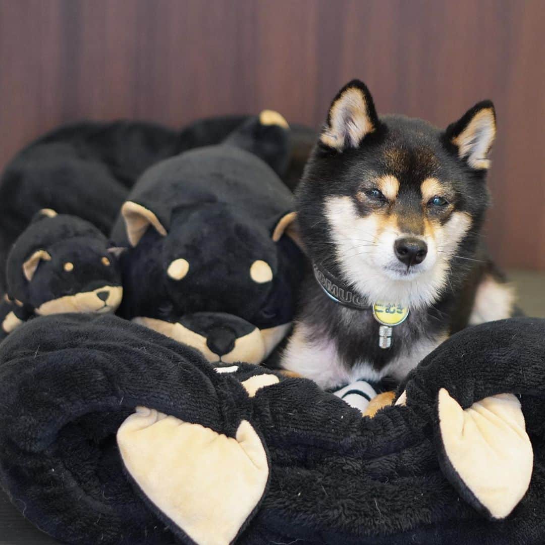 黒豆柴こむぎのインスタグラム