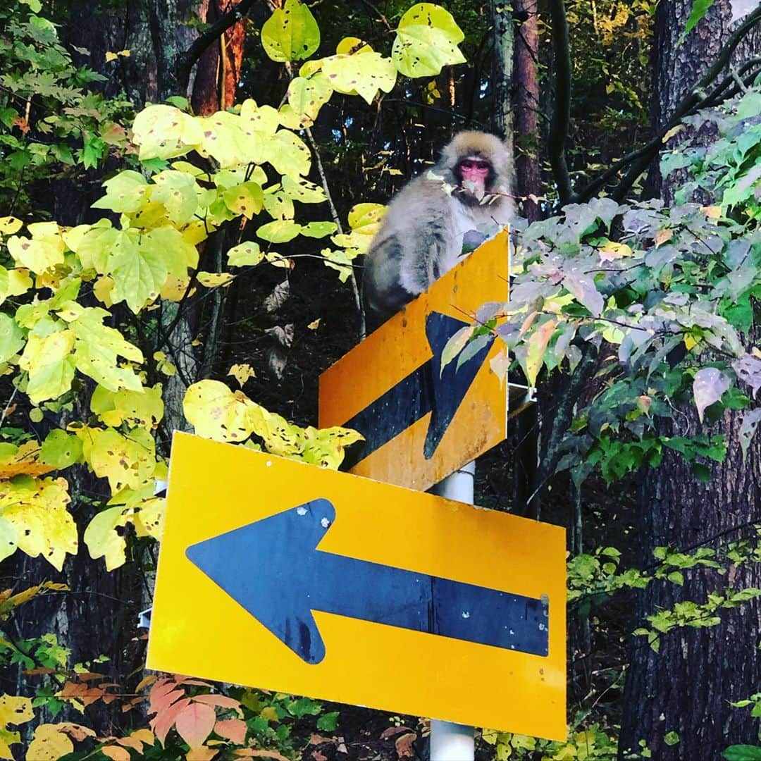 篠原信一のインスタグラム：「お猿さん有難う😁 紅葉が綺麗な方を教えてくれてるのね🍁🐵 #猿 #道案内 #紅葉」