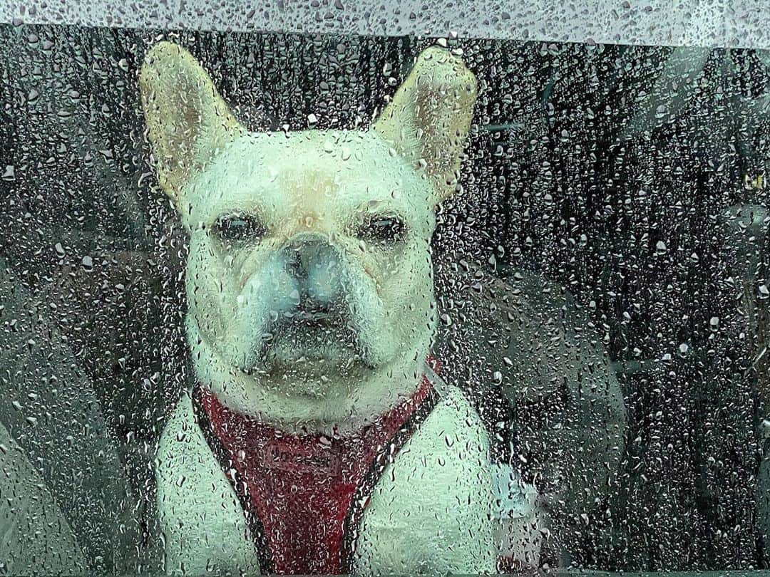 Robert Clarkさんのインスタグラム写真 - (Robert ClarkInstagram)「#PennyLane waits and keeps a watch as I pump gas. A few weeks in to have Penny in our lives and while making adjustments to a new home she seems to be getting along well, we are learning and love having her with us. #Frenchie #FrenchBulldog #frenchbulldogsofinstagram」10月28日 23時15分 - robertclarkphoto
