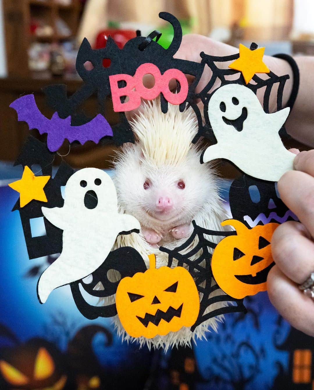 ダーシーさんのインスタグラム写真 - (ダーシーInstagram)「Prick or Treat🧛‍♂️❤️🖤✨ Halloween for hedgehogs🦔🦔🦔🦔🦔🦔🎃👻✨  ①Chopin 10.29.2019 *Photoshopped  2枚目以降は静岡のハリ会に出張撮影させてもらった時の写真🦔📸✨ 久しぶりにたくさんのハリちゃんに会えて癒されました😌✨✨」10月28日 22時01分 - darcytheflyinghedgehog