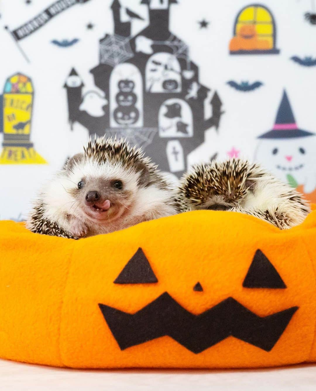 ダーシーさんのインスタグラム写真 - (ダーシーInstagram)「Prick or Treat🧛‍♂️❤️🖤✨ Halloween for hedgehogs🦔🦔🦔🦔🦔🦔🎃👻✨  ①Chopin 10.29.2019 *Photoshopped  2枚目以降は静岡のハリ会に出張撮影させてもらった時の写真🦔📸✨ 久しぶりにたくさんのハリちゃんに会えて癒されました😌✨✨」10月28日 22時01分 - darcytheflyinghedgehog