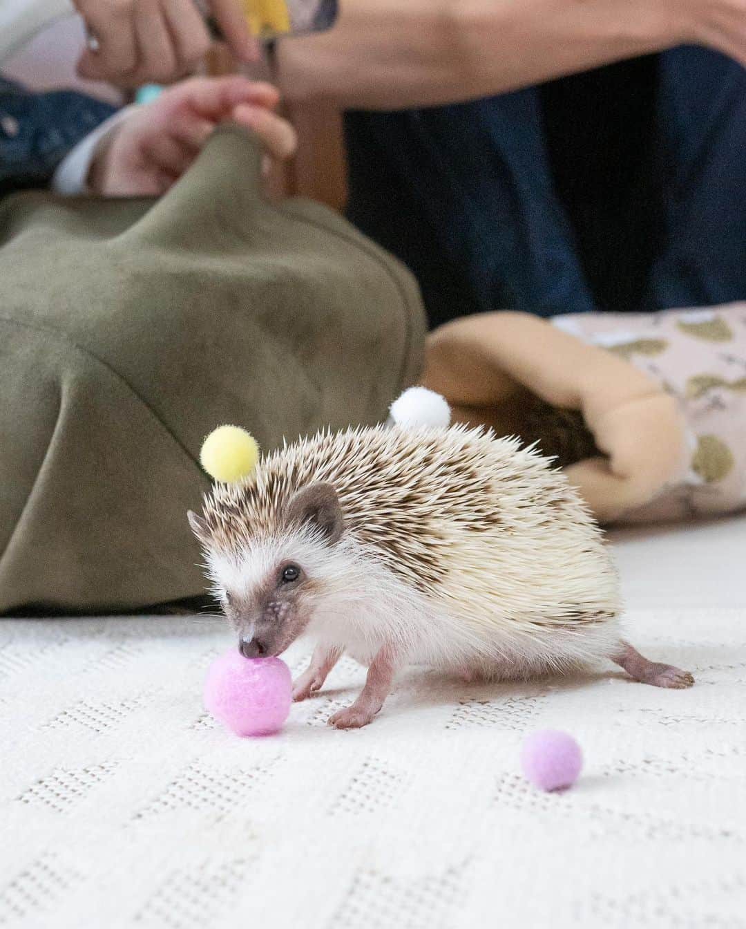 ダーシーさんのインスタグラム写真 - (ダーシーInstagram)「Prick or Treat🧛‍♂️❤️🖤✨ Halloween for hedgehogs🦔🦔🦔🦔🦔🦔🎃👻✨  ①Chopin 10.29.2019 *Photoshopped  2枚目以降は静岡のハリ会に出張撮影させてもらった時の写真🦔📸✨ 久しぶりにたくさんのハリちゃんに会えて癒されました😌✨✨」10月28日 22時01分 - darcytheflyinghedgehog