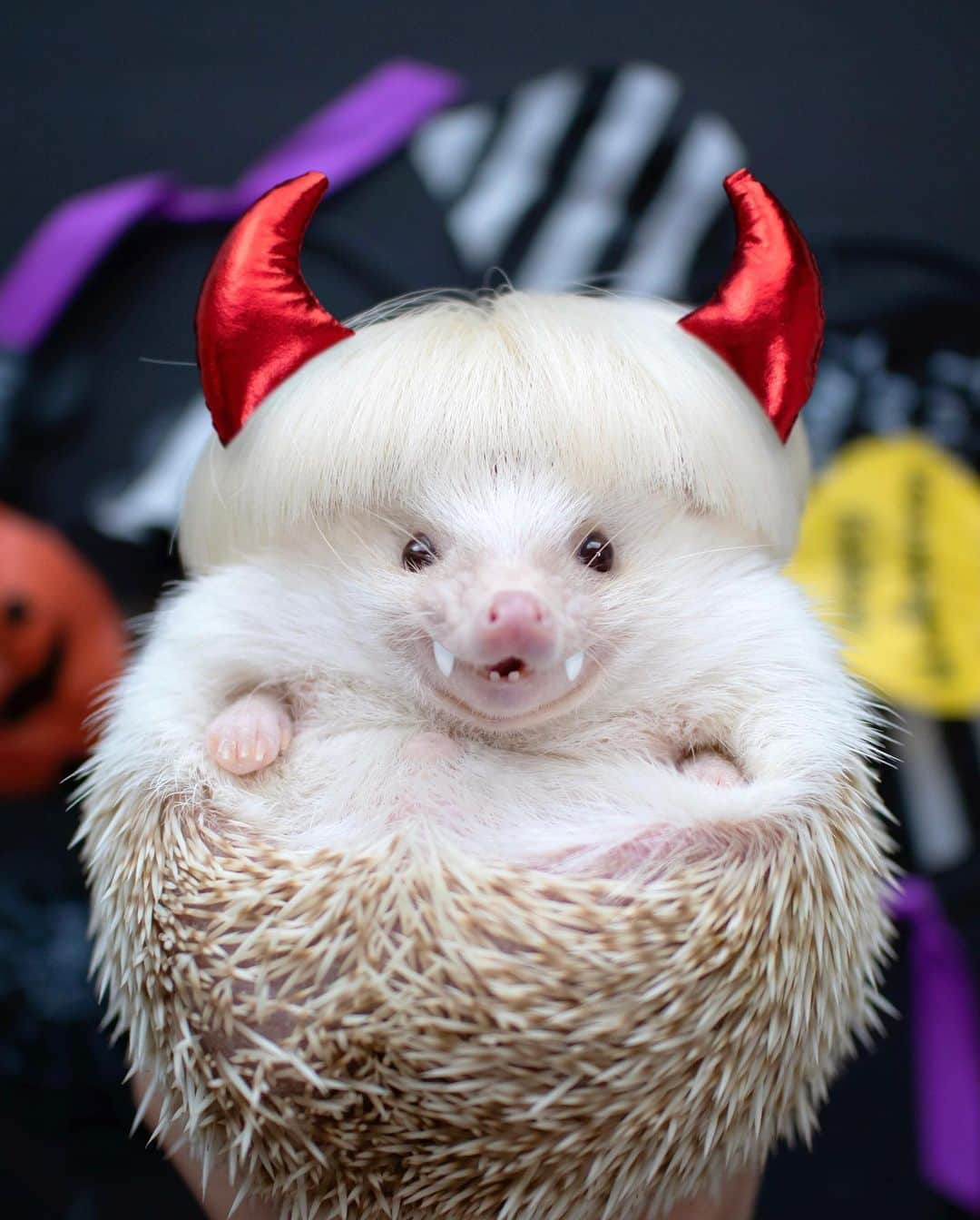 ダーシーのインスタグラム：「Prick or Treat🧛‍♂️❤️🖤✨ Halloween for hedgehogs🦔🦔🦔🦔🦔🦔🎃👻✨  ①Chopin 10.29.2019 *Photoshopped  2枚目以降は静岡のハリ会に出張撮影させてもらった時の写真🦔📸✨ 久しぶりにたくさんのハリちゃんに会えて癒されました😌✨✨」