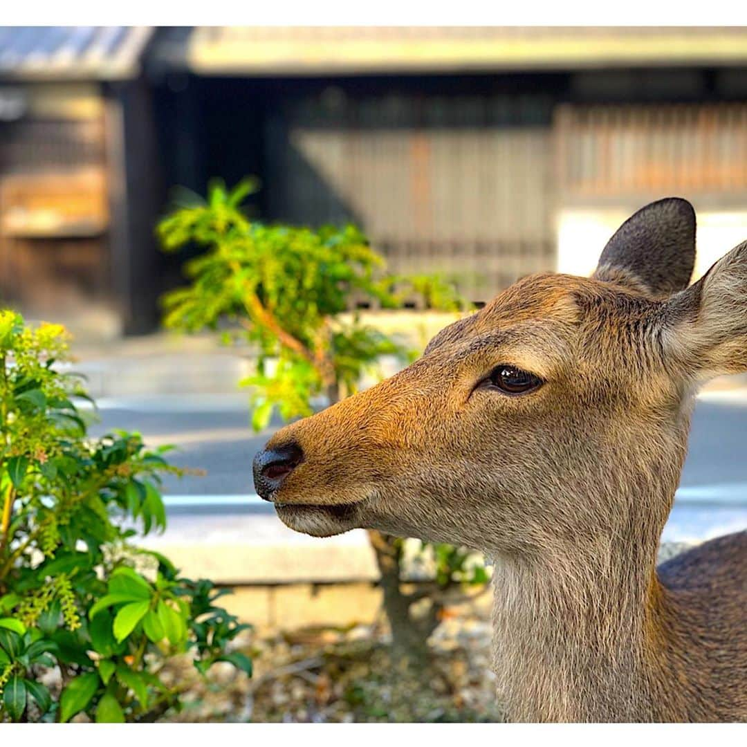 Yasuji Narutoのインスタグラム：「10.14  自分ツッコミくまの展示会とお墓参りと奈良公園のシカに会いに行ってきました  自分ツッコミくま可愛かったです。  お墓参りは天気が良かったです。  奈良のシカは怖かったです。  英語の発音でいうthの口で煽られました。  あわわ…」