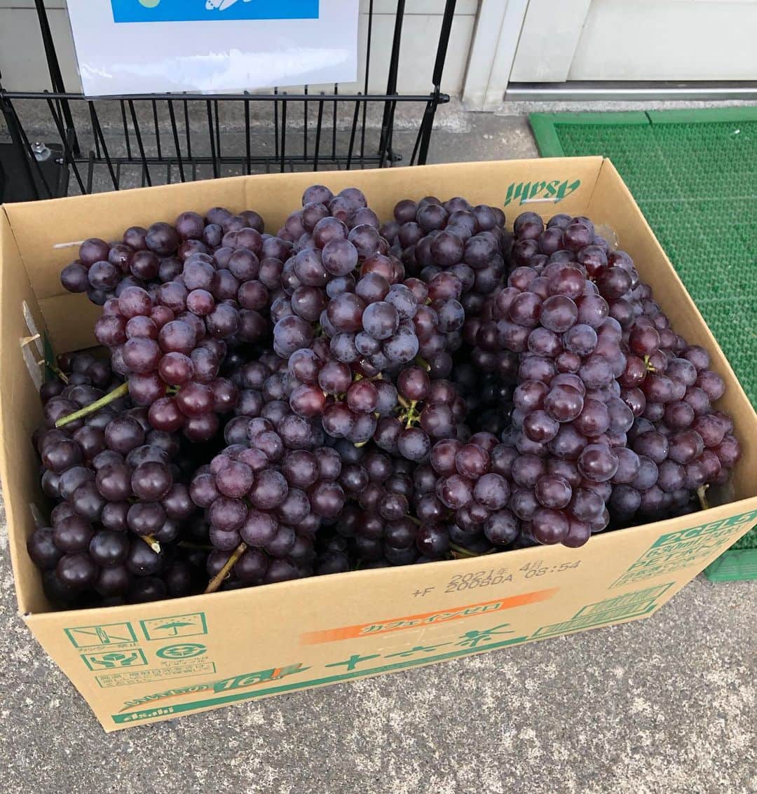 のインスタグラム：「🍇 ときファームからの贈り物🎁  #🍇 #ときファーム #🍇どさっと置いて行った #ぶどう置いて行ってくれた #玄関にぶどう #スチューベン #美味しい #秋の果物」