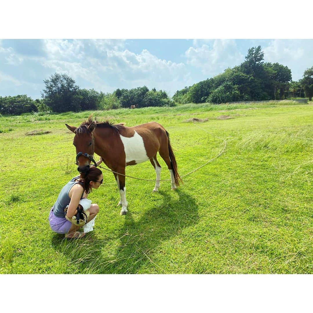 渡辺知夏子のインスタグラム：「馬と仲良くなってボロボロになる一部始終www お団子にしてた髪をベロンベロンにして洋服もカミカミwww 洋服にヨダレも付きました🐴 帰ろうとすると引き止めてくるので、まるででっかい犬と遊んでるみたいでした😆 人懐っこかったなぁー！ 身体触ってたら、手が黒っぽい油みたいな汚れが凄かったけどwww なかなか取れませんでした🖐💦 ブラシしてあげたかったねー！ 可愛かったなぁー🥰 また会いたい💕 可愛すぎてこの後、馬について勉強したよw . 私もこんな土地があったら馬飼いたいなぁ🐴🔅 自然と動物は私にとって1番の贅沢です✨🥺✨ . . #思い出 #沖縄 #馬 #おりこうさん  #自然 #超適当な格好   #海潜る前」