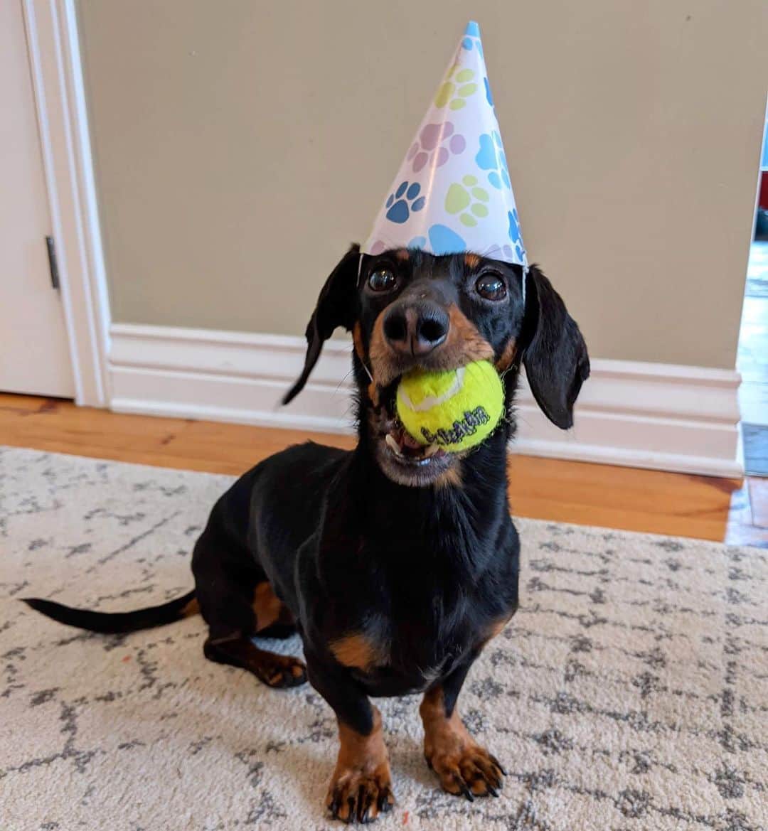 Crusoe the Celebrity Dachshundのインスタグラム：「“11 years old, but still just a puppydog! 😋 I’ll be going live tonight at 7pm ET on all platforms to open my gifts from fans!!” ~ Crusoe」