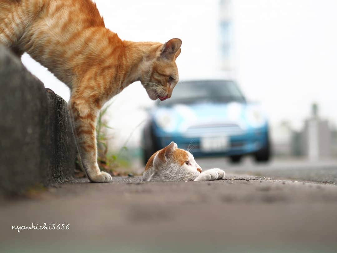 路地裏のにゃん吉のインスタグラム