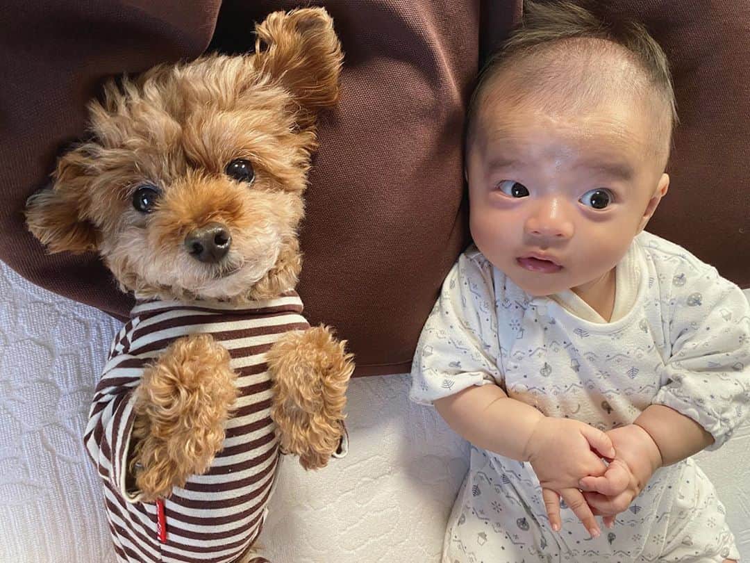 石川龍のインスタグラム：「姉弟。 ・ #まめきち #トイプードル #トイプードル女の子  #toypoodle  #toypoodlelove  #toypoodlegram  #toypoodlelife」