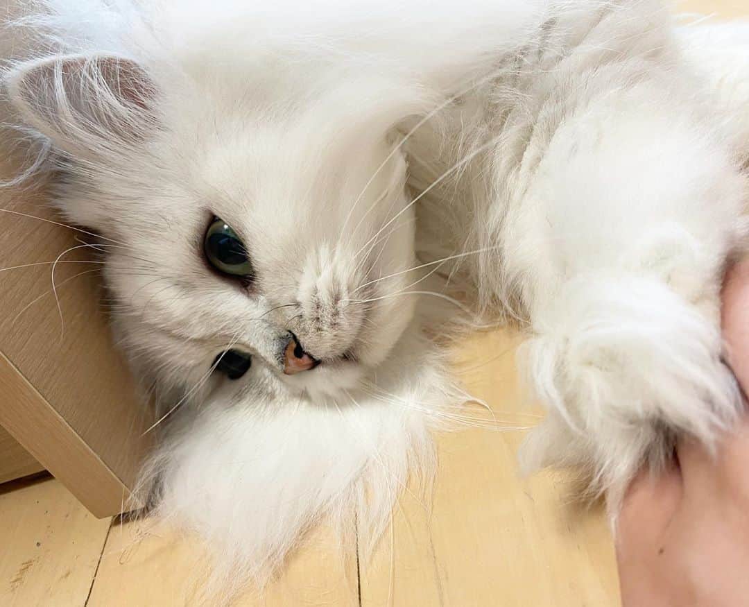 후추네큰언니のインスタグラム：「널부러져 있는데도 예쁜 울집 고양이... ❤️  #후추  #고양이  #냥스타그램 #캣스타그램  #Hoochu #Hoochuthecat #cat #cats #catstagram #catsofinstagram #topcatphoto #bestmeow #ilovecat #cute #fluffy #petstagram #instacats」