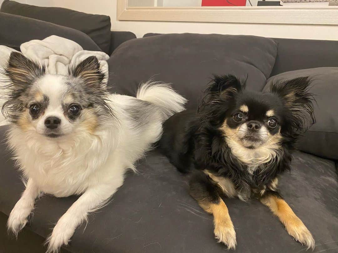 エイリーのインスタグラム：「Amo & Kanu!! Big brother and baby sister reunite!!! 아모 & 카누! 어찌 이런 인연이 ㅠㅠ 둘이 남매에요 ㅠㅠ #핫펠트 #에일리 @ninyoamoxbombi  @hatfelt  둘이 너무 똑같이 생겨서 우리도 계속 놀라는중.. 성격도 비슷 ㅠㅠㅠㅠ 피는 못 속이나벼...」