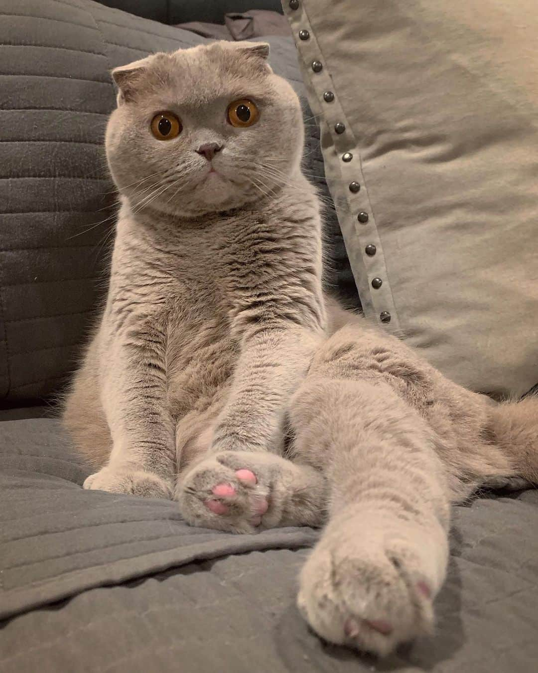 Millaさんのインスタグラム写真 - (MillaInstagram)「They say black is slimming... it’s grey for me! 😽 Check our meow latest blog “Why Is My Cat Losing Weight” (link in bio) #MillaTheCat」10月28日 22時53分 - millathecat