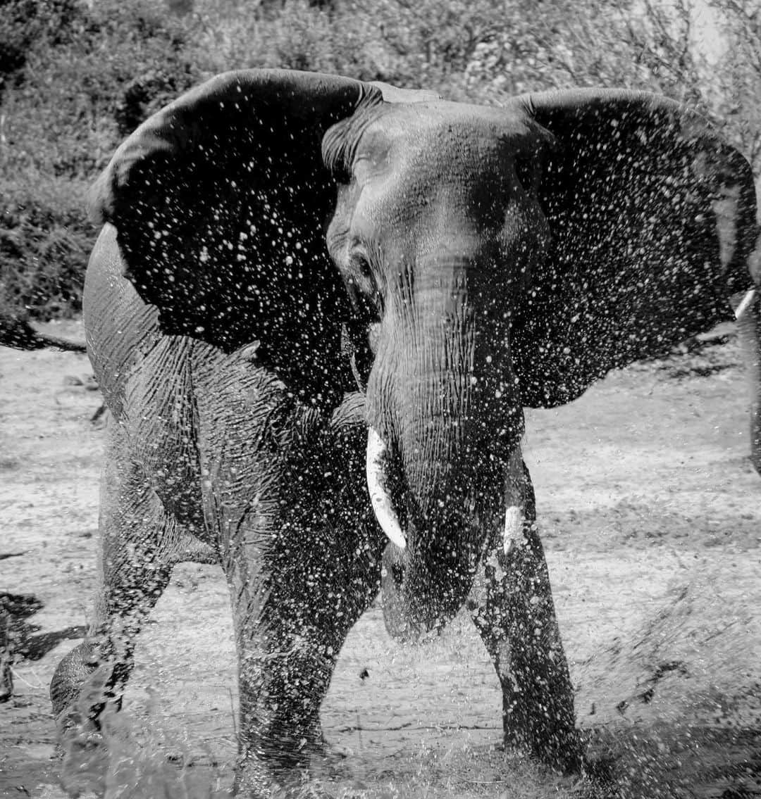 Kevin Richardson LionWhisperer さんのインスタグラム写真 - (Kevin Richardson LionWhisperer Instagram)「We were filming a breeding herd of elephants on the banks of the Chobe river and the boat we were in drifted closer to the shore. I asked the guide if we were ok as I noticed the one female getting agitated. She had a calf and wasn’t happy with the boat drifting closer and closer. She trumpeted as a warning and our guide got the message, but before he could even start the boat and back it up she charged into the water kicking it up and creating this spray of water droplets. Made for a memorable snap but a gentle reminder that mothers will always fiercely protect their young. #chobe #choberiver #respect #mothersinstinct #blackandwhite #blackandwhitephotography #elephant #elephants」10月28日 22時58分 - lionwhisperersa