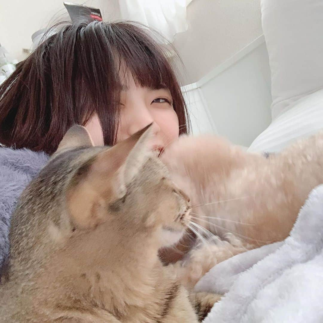 根尾あかりさんのインスタグラム写真 - (根尾あかりInstagram)「わんにゃん毎日癒し🐶💓🐯   #ねこのいる生活 #いぬのいる暮らし #いぬとねこのいる暮らし #犬と猫どっちも飼ってると毎日たのしい」10月28日 14時11分 - 2mugicha