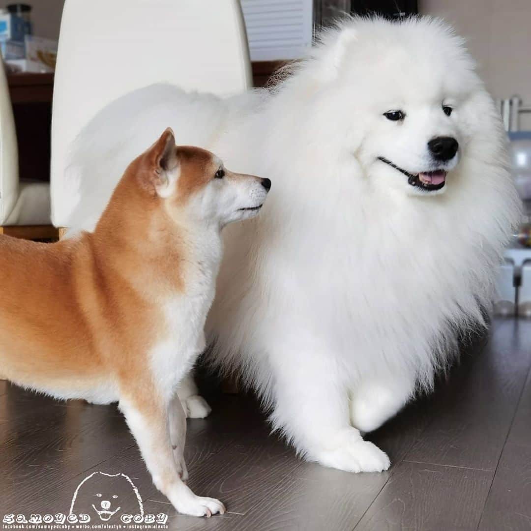 Alex Toのインスタグラム：「😚😚😚 #cute #dog #doglover #dogsofinstagram #dogoftheday #dogofthedayjp #dogstagram #fluffy #hkig #hongkong #ilovemydog #instadog #instagood #instamood #instagraphy #shibainu #samoyedoninstagram #pet #petlovers #petsofinstagram #petstagram #photooftheday #puppy #pupsofinstagram #samoyed #samoyedsofinstagram #webstagram #犬 #サモエド」