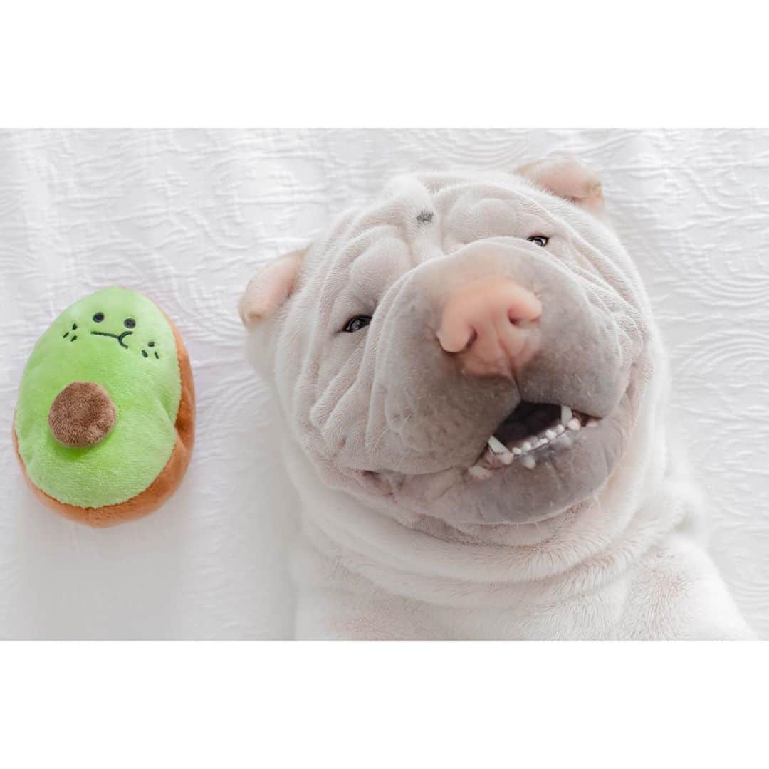 annie&pADdinGtoNさんのインスタグラム写真 - (annie&pADdinGtoNInstagram)「Avo good day 🥑 ! Lamby sure is with his new toy from @goodboystoys #avogoodday #newtoy #happylambchop #lambington #sharpei #sharpeisofinstagram #sharpeilove #love #wrinkles #dog #dogs #dogsofinstagram #doglover #ilovemydog #instagood #instadaily #weeklyfluff #midweekmotivation #iloveyoutothemoonandback」10月28日 14時38分 - anniepaddington