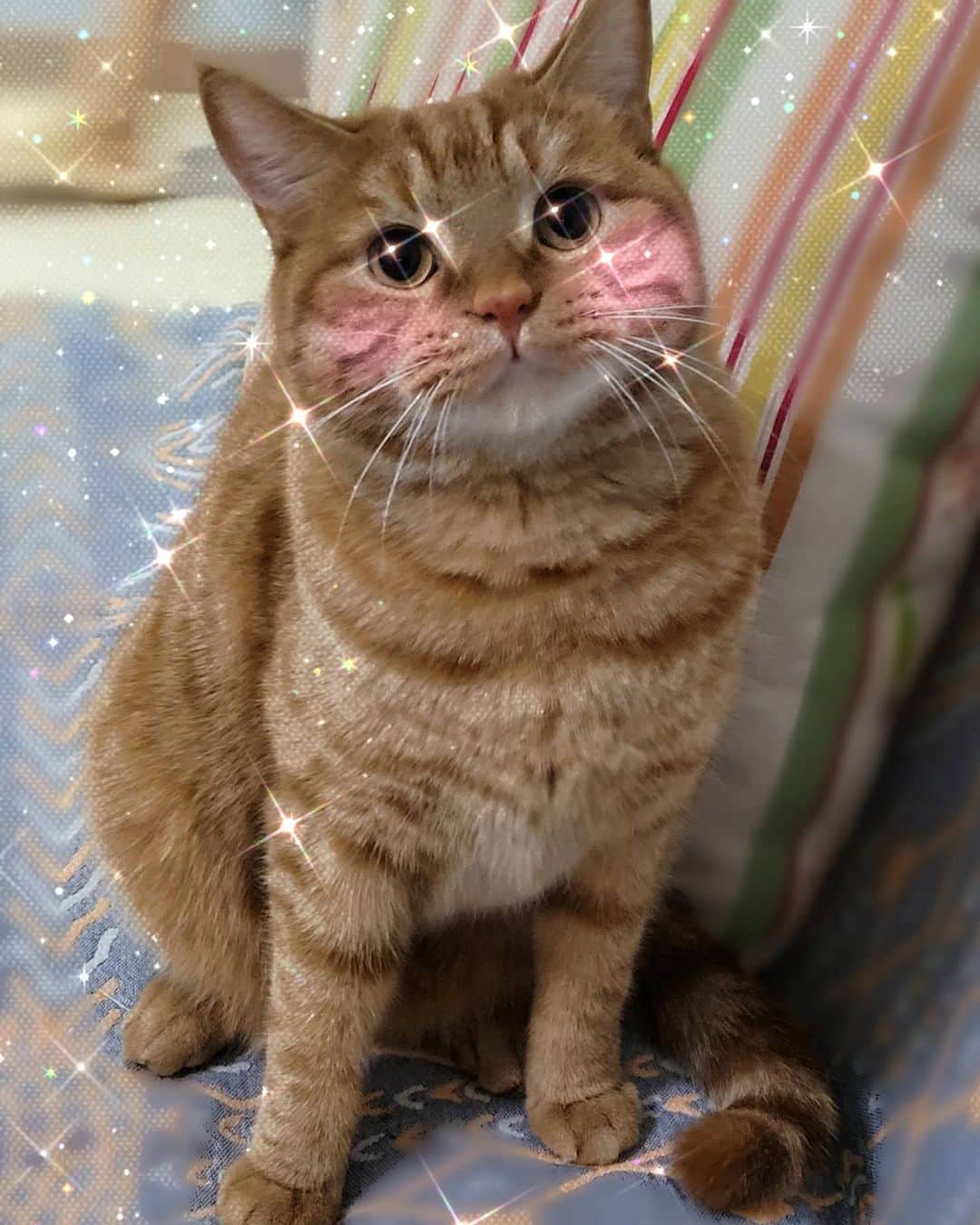 クララのインスタグラム