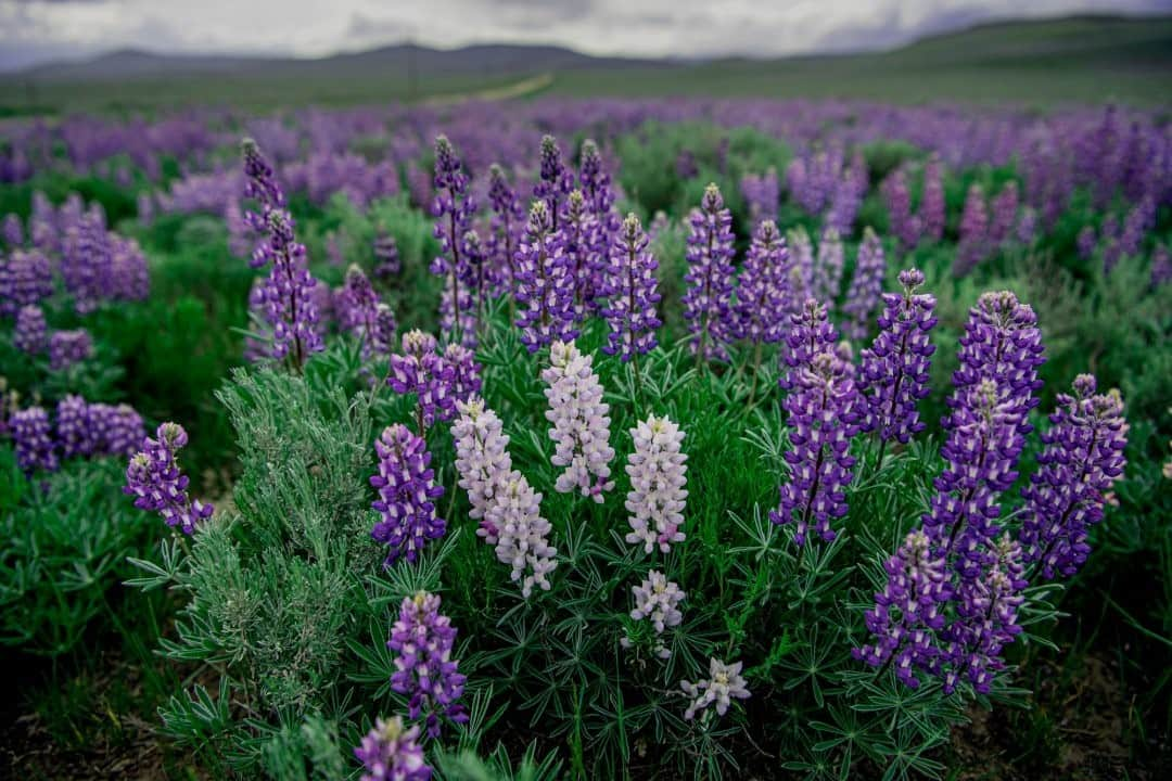 ナショナルジオグラフィックさんのインスタグラム写真 - (ナショナルジオグラフィックInstagram)「Photo by @amivitale / Lush, wild silky lupine flowers are a staple in Montana's Centennial Valley. Wildflowers are much more than just beautiful plants. They serve a purpose by providing protection from erosion and hiding places for small animals and birds. Silky lupine is an important fixer of nitrogen, allowing other plant species to thrive, and it attracts a large number of native bees. I hope we can embrace this moment, reimagining and reforging vital connections with each other and with the earth. Follow @amivitale for more stories about connections between humanity and nature. @nature_org @centennialvalleyassociation @thephotosociety @photography.for.good #bigskycountry #outwest #flowers #montana #conservation」10月28日 15時40分 - natgeo