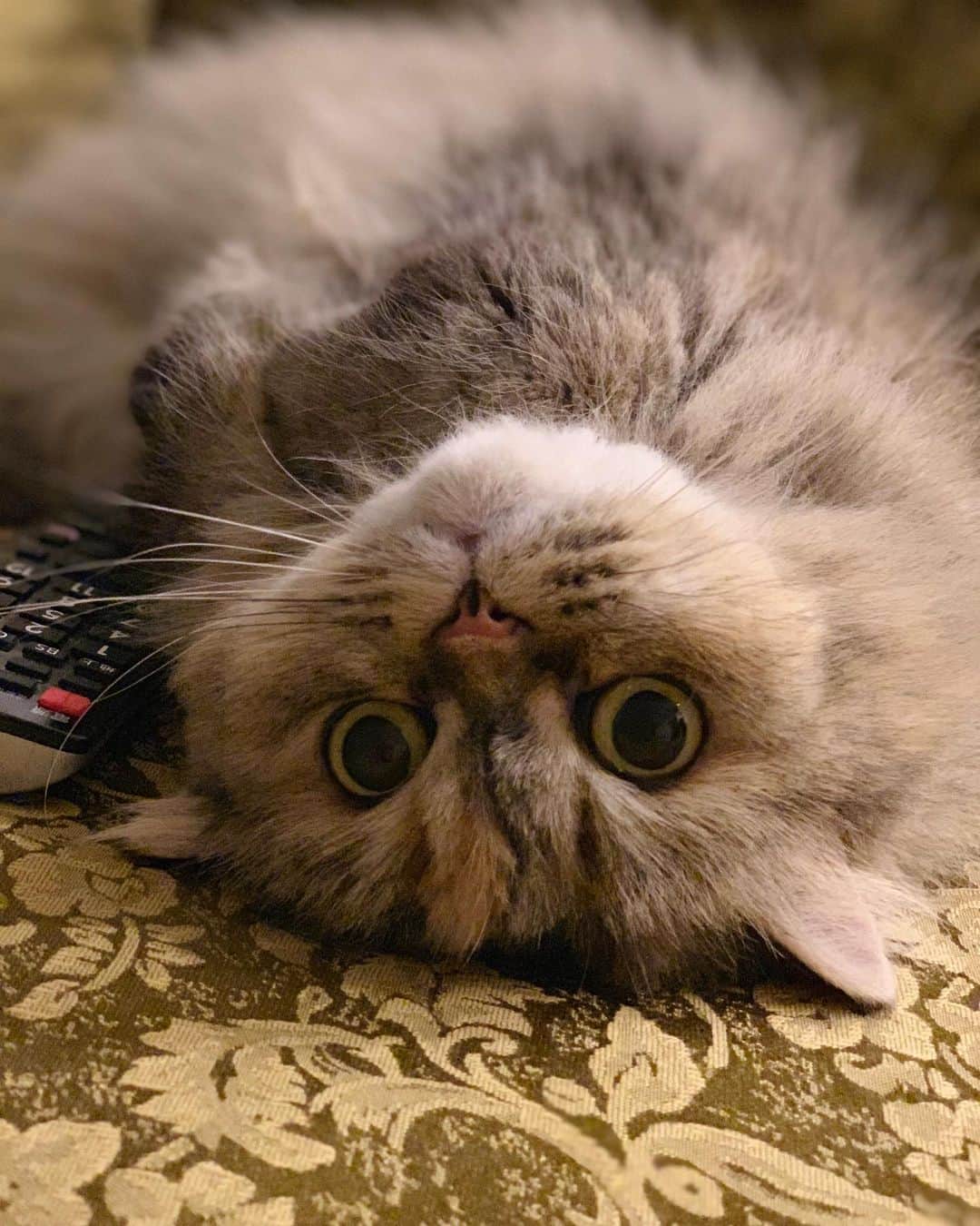 12 Chinchilla Persianのインスタグラム：「Feeling pretty furrpect — Momo 💗🐱 #cat #upsidedown #whiskerwednesday #persian #persiancat #catstagram_japan」