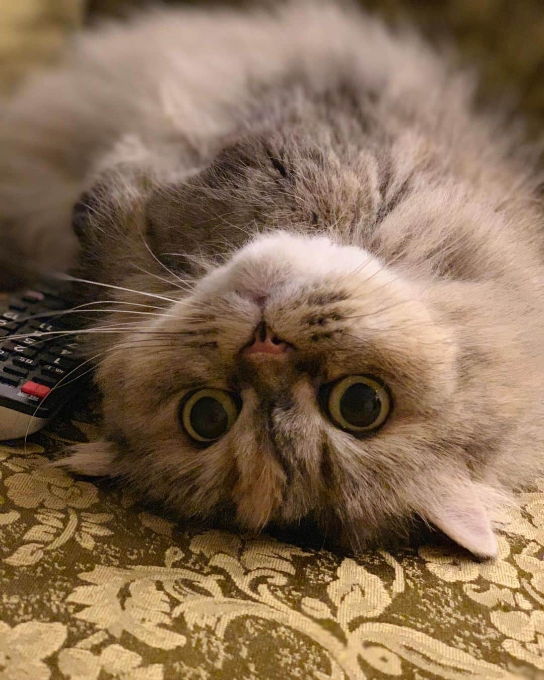 12 Chinchilla Persianさんのインスタグラム写真 - (12 Chinchilla PersianInstagram)「Feeling pretty furrpect — Momo 💗🐱 #cat #upsidedown #whiskerwednesday #persian #persiancat #catstagram_japan」10月28日 16時31分 - 12catslady