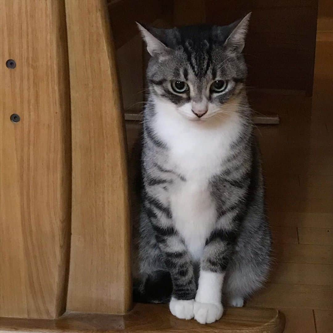 のインスタグラム：「*̣̩⋆̩* . じーーー👀✨ postのやり方が変わってて 手間取ってしまった😅 . . . #ねこ #catsofstagram #instacat #catstagram #catstagram_japan #ilovecats #peconねこ部 #ねこら部 #小さな猫が大きな癒しにニャる #東北ねこ部 #山形ねこ部 #ふわもこ部 #ペコねこ部 #にゃんすたぐらむ #にゃんだふるらいふ #にゃんとかめら #みんねこ #ねこがいる幸せ #ねこのいる生活 #猫と暮らす #ねことの暮らし #サバ白 #靴下猫」