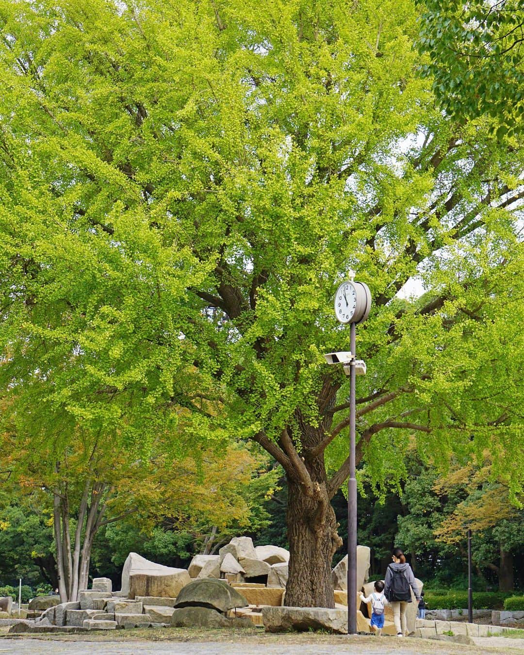 平塚市さんのインスタグラム写真 - (平塚市Instagram)「* 総合公園のイチョウが だんだん色付いてきました。 上着がなくても過ごしやすいこの季節、 木々の移り変わりを眺めながら ゆったりと公園散策はいかがでしょうか。 *** #手をつなぎたくなる街 #hiratsukagood #hiratsuka#平塚 #kanagawaphotoclub #総合公園#公園 #平塚市総合公園 #イチョウ #いちょう #銀杏#秋#黄葉 #いちょうの木 #おさんぽ #お写んぽ #週末の過ごし方 #日々#暮らし #instagramjapan#igersjp」10月28日 16時56分 - hiratsukagood