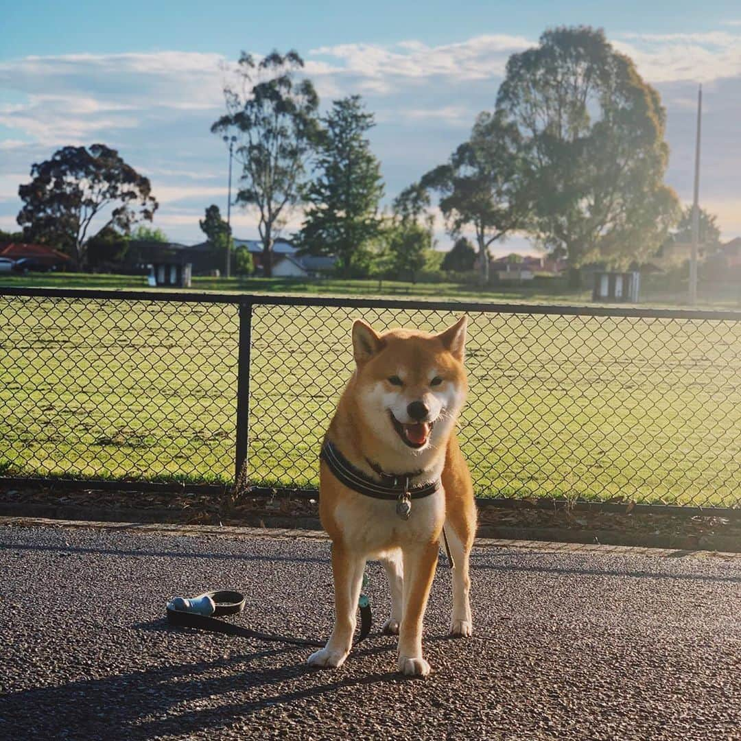 Shibainu Pontaのインスタグラム