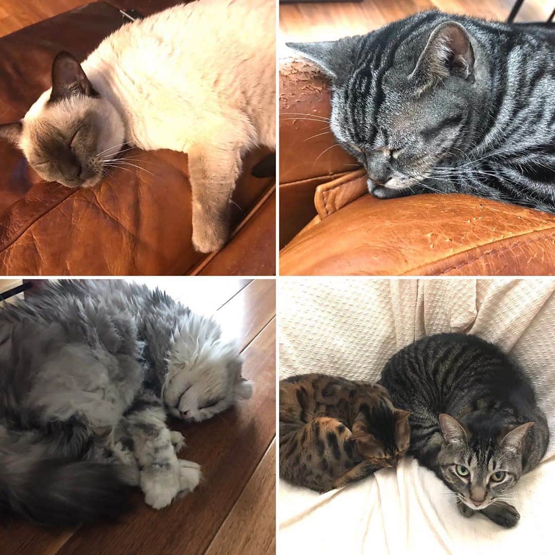 土屋眞弓のインスタグラム：「ずっーと寝てます😹💤💤💤  #nap #kitty」