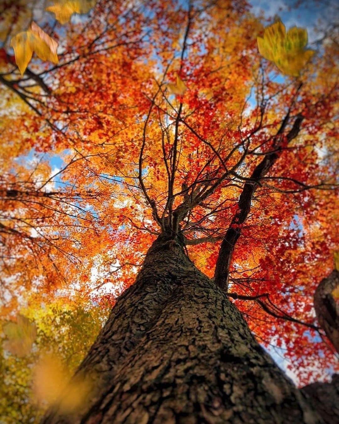 Canon Photographyさんのインスタグラム写真 - (Canon PhotographyInstagram)「Autumn colours high up 🍂 Photography // @macslads Curated by @steffeneisenacher  #newyorkstate #treesofinstagram #tree_captures #ny #autumnvibes🍁」10月28日 17時09分 - cpcollectives