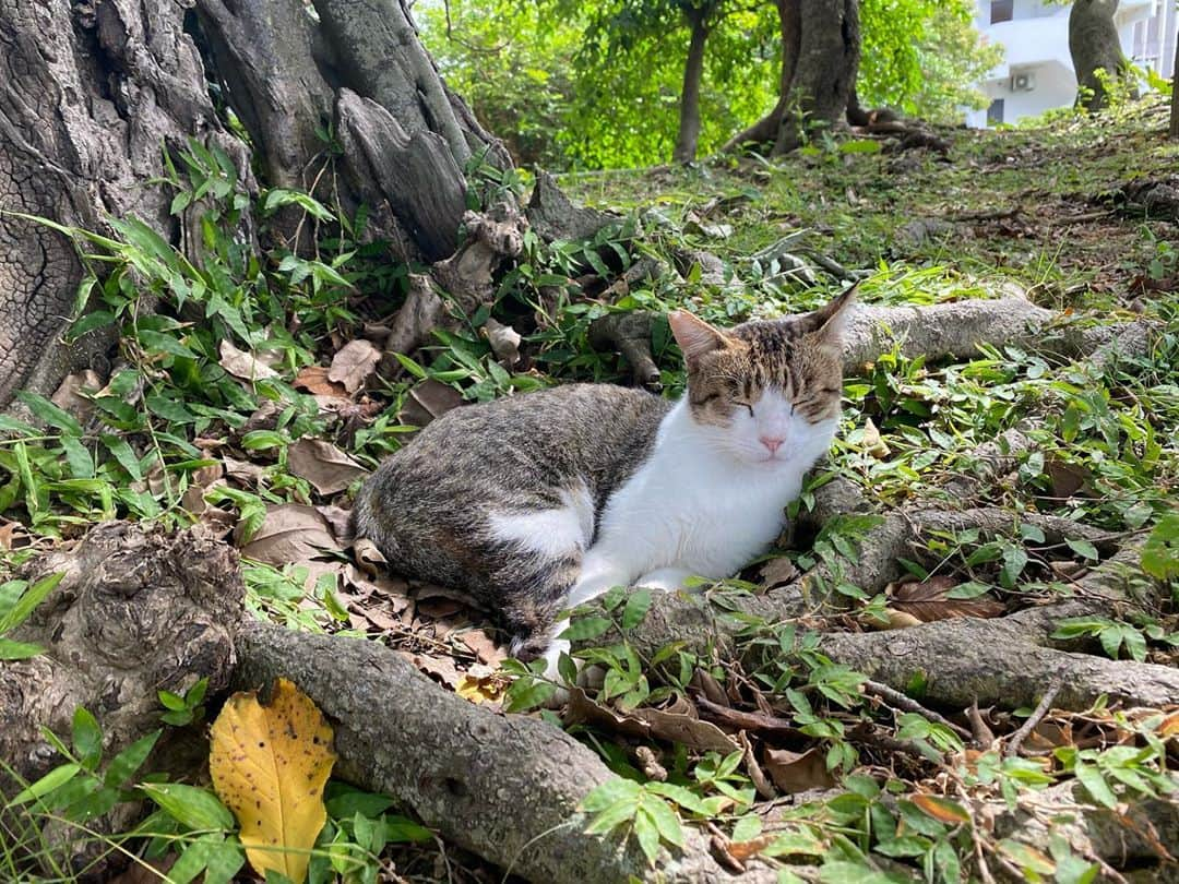 真奈さんのインスタグラム写真 - (真奈Instagram)「沖縄ねこたん天国が 恒例になりつつある🐈❤︎」10月28日 17時15分 - manatmnt0116