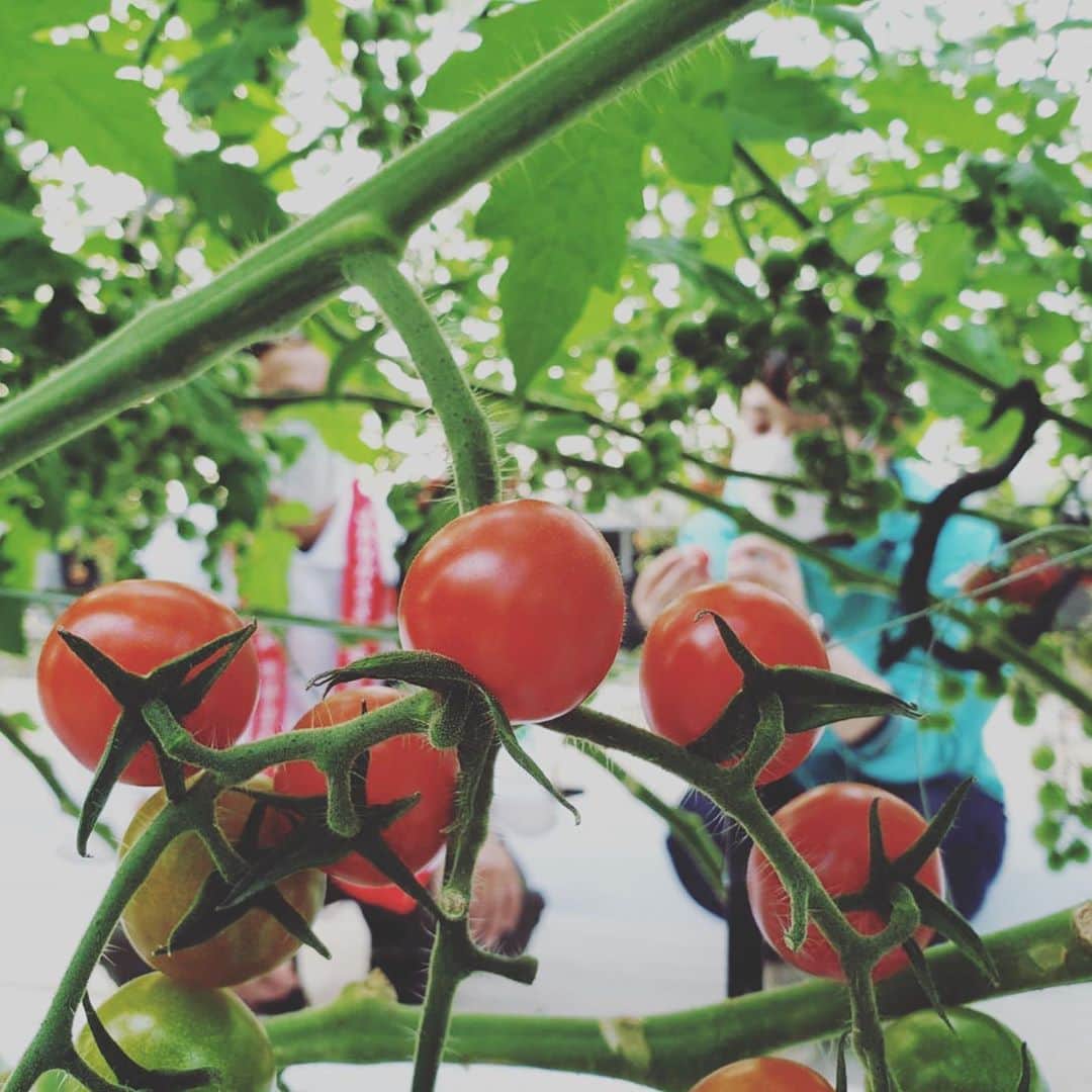佐藤綾子さんのインスタグラム写真 - (佐藤綾子Instagram)「🍅まっか🍅﻿ ﻿ きょうの旬ごよみは諫早産のミニトマト！﻿ 甘くて果肉弾けるブランドトマト「グラバー」が﻿ 出荷の時期を迎えています☺️﻿ ﻿ 諫早市の南部地区ミニトマト部会では﻿ 新しく農業を始める若者が増えているんです👏﻿ きょうの旬ごよみでは﻿ 若手生産者がミニトマトの魅力を伝えるため﻿ ひと肌脱ぎますよ！﻿ このあと18:15から☺️📺🍅 笑顔が絶えない取材ができたのも﻿ 若い生産者さんたちのおかげ、﻿ ありがとうございました！🥰﻿ ﻿ そしてミニトマト、本当に甘い。驚き。﻿ 私トマトには砂糖をかけて食べる家庭で育ったんですけど砂糖全くいらないですね……﻿ 佐藤、今週からトマト祭り始めます。﻿ ﻿ ﻿ #ミニトマト #諫早 #南部地区ミニトマト部会 #グラバー #森山町﻿ #旬ごよみ #ながさき旬ごよみ﻿ #スーパーJチャンネル長崎 #Jチャン長崎﻿ #ncc #長崎文化放送 #アナウンサー #取材日記」10月28日 17時31分 - satoaya_ncc