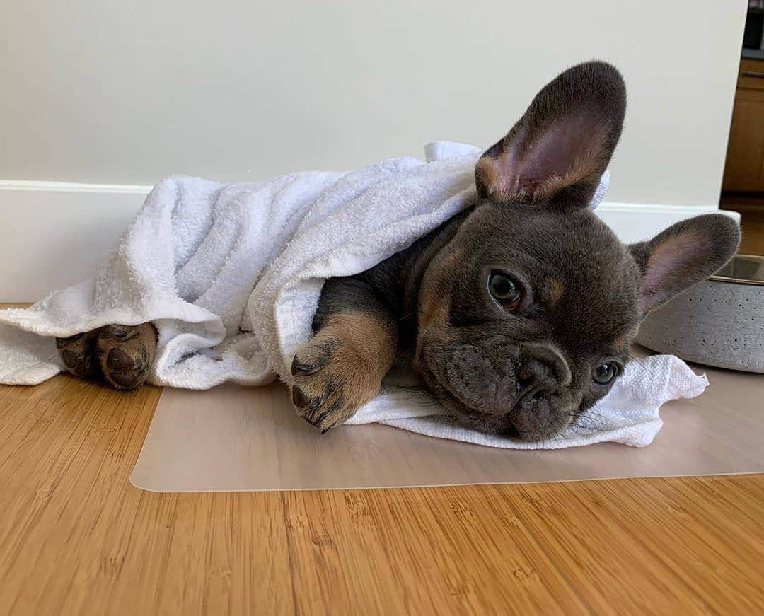 French Bulldogさんのインスタグラム写真 - (French BulldogInstagram)「Wet towel wrap so I don’t overheat 🥵 @there.goes_bleus.clues . . . . . #frenchbulldog #frenchie #frenchiesofinstagram #frenchies #frenchielove #frenchbulldogs #frenchieoftheday #frenchbully #frenchiesociety #instafrenchie #frenchbulldogsofinstagram #frenchielife #frenchiewoeld #frenchbulldogpuppy #frenchiesofig #woofwoof #frenchielovers #frenchiegram #ilovemyfrenchie #bulldoglove #bulldog #bulldogsofinstagram」10月28日 17時23分 - frenchie.world