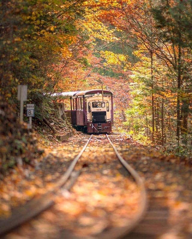 JALさんのインスタグラム写真 - (JALInstagram)「. Enjoying magnificent views of the autumn leaves from the train car. #UncommonOctober  トロッコ列車に乗りながら紅葉を楽しむ #赤沢自然休養林 🚂 . . Photo by @etsuyo623 Post your memories with #FlyJAL  #JapanAirlines #japan #nagano #landscape」10月28日 17時30分 - japanairlines_jal