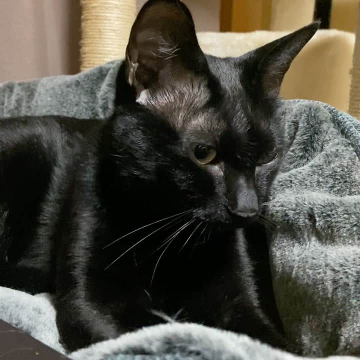 MAKO0MAKO0のインスタグラム：「Kuromitu is kneading a bed. #cat #kuromitu #kneadingcat #catlover #catgram #catstocker #catlife #mako0mako0 #ねこ　#くろみつくん　#かわいい黒猫　#ふみふみ　#まこまこ　#猫のいる暮らし #猫のいる生活」
