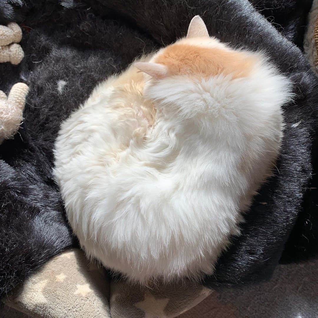 Kachimo Yoshimatsuさんのインスタグラム写真 - (Kachimo YoshimatsuInstagram)「冬毛が生えそろってきたかな。 #uchinonekora #okaki #neko #cat #catstagram #kachimo #猫 #ねこ #うちの猫ら http://kachimo.exblog.jp」10月28日 17時45分 - kachimo