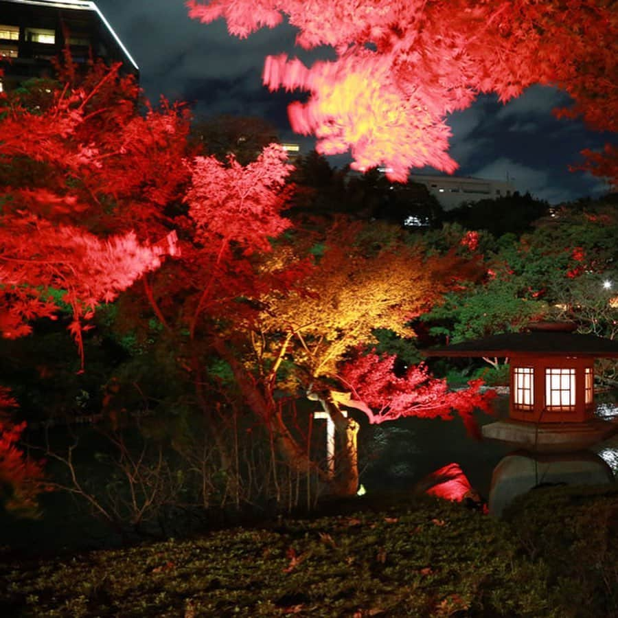 レッツエンジョイ東京さんのインスタグラム写真 - (レッツエンジョイ東京Instagram)「✩★夜も素敵！紅葉ライトアップ6選✩★﻿ ﻿ 昼の紅葉も良いけれど、ゆっくりと眺める落ち着いたライトアップされた紅葉を楽しんでみては？そこで今回は、この秋都内でライトアップが予定されている紅葉の名所をご紹介します。﻿ ﻿ 🍂1枚目：ホテル椿山荘東京﻿ 📷：江戸川橋／早稲田﻿ ﻿ 🍂2枚目：国営昭和記念公園﻿ 📷：西立川／立川﻿ ﻿ 🍂3枚目：江戸東京たてもの園﻿ 📷：武蔵小金井／花小金井﻿ ﻿ 🍂4枚目：東京都庭園美術館﻿ 📷：目黒／白金台﻿ ﻿ 🍂5枚目：八芳園﻿ 📷：白金台﻿ ﻿ 🍂6枚目：大田黒公園﻿ 📷：荻窪﻿ ﻿ ﻿ 詳細はアカウントトップから ☞@lets_enjoytokyo﻿ ﻿ ﻿ #レッツエンジョイ東京 ﻿ #休日の過ごし方﻿ #紅葉﻿ #紅葉デート﻿ #夜デート﻿ #紅葉見頃﻿ #紅葉狩り﻿ #紅葉ライトアップ﻿ #モミジ﻿ #イチョウ﻿ #カエデ﻿ #autumnleaves﻿ #写真好きな人と繋がりたい﻿ # art_of_japan_﻿ #秋の風景﻿ #紅葉の風景﻿ #国営昭和記念公園﻿ #ホテル椿山荘東京﻿ #江戸東京たてもの園﻿ #東京都庭園美術館﻿ #八芳園﻿ #大田黒公園﻿ #東京﻿ #都内」10月28日 17時55分 - lets_enjoytokyo