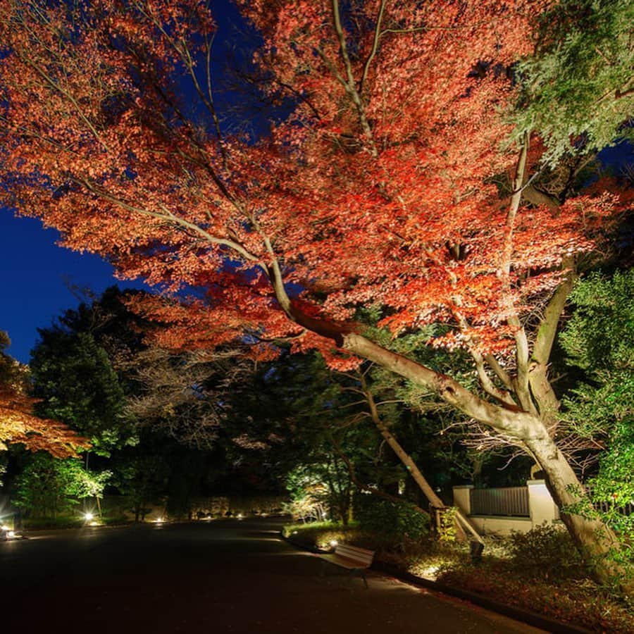 レッツエンジョイ東京さんのインスタグラム写真 - (レッツエンジョイ東京Instagram)「✩★夜も素敵！紅葉ライトアップ6選✩★﻿ ﻿ 昼の紅葉も良いけれど、ゆっくりと眺める落ち着いたライトアップされた紅葉を楽しんでみては？そこで今回は、この秋都内でライトアップが予定されている紅葉の名所をご紹介します。﻿ ﻿ 🍂1枚目：ホテル椿山荘東京﻿ 📷：江戸川橋／早稲田﻿ ﻿ 🍂2枚目：国営昭和記念公園﻿ 📷：西立川／立川﻿ ﻿ 🍂3枚目：江戸東京たてもの園﻿ 📷：武蔵小金井／花小金井﻿ ﻿ 🍂4枚目：東京都庭園美術館﻿ 📷：目黒／白金台﻿ ﻿ 🍂5枚目：八芳園﻿ 📷：白金台﻿ ﻿ 🍂6枚目：大田黒公園﻿ 📷：荻窪﻿ ﻿ ﻿ 詳細はアカウントトップから ☞@lets_enjoytokyo﻿ ﻿ ﻿ #レッツエンジョイ東京 ﻿ #休日の過ごし方﻿ #紅葉﻿ #紅葉デート﻿ #夜デート﻿ #紅葉見頃﻿ #紅葉狩り﻿ #紅葉ライトアップ﻿ #モミジ﻿ #イチョウ﻿ #カエデ﻿ #autumnleaves﻿ #写真好きな人と繋がりたい﻿ # art_of_japan_﻿ #秋の風景﻿ #紅葉の風景﻿ #国営昭和記念公園﻿ #ホテル椿山荘東京﻿ #江戸東京たてもの園﻿ #東京都庭園美術館﻿ #八芳園﻿ #大田黒公園﻿ #東京﻿ #都内」10月28日 17時55分 - lets_enjoytokyo