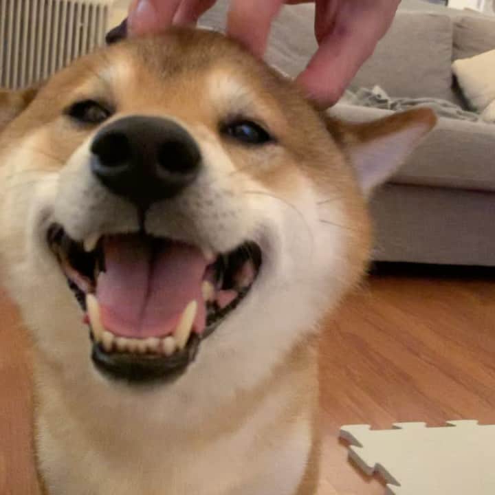 ?Fricko the Shiba Inu?のインスタグラム：「Thumb up for pappa’s head massage skill😼👍🏼 Me likey likey!  🐾 🐾 🐾 #Fricko #🐶 #☀️ #shiba #shibainu #dog #柴犬 #赤柴  #adorable #shibaholics  #dogoftheday  #weeklyfluff #aww #dogstagram  #puppiesofinstagram #shibalove #shibastagram #shibadog #shibasofinstagram #doglovers」