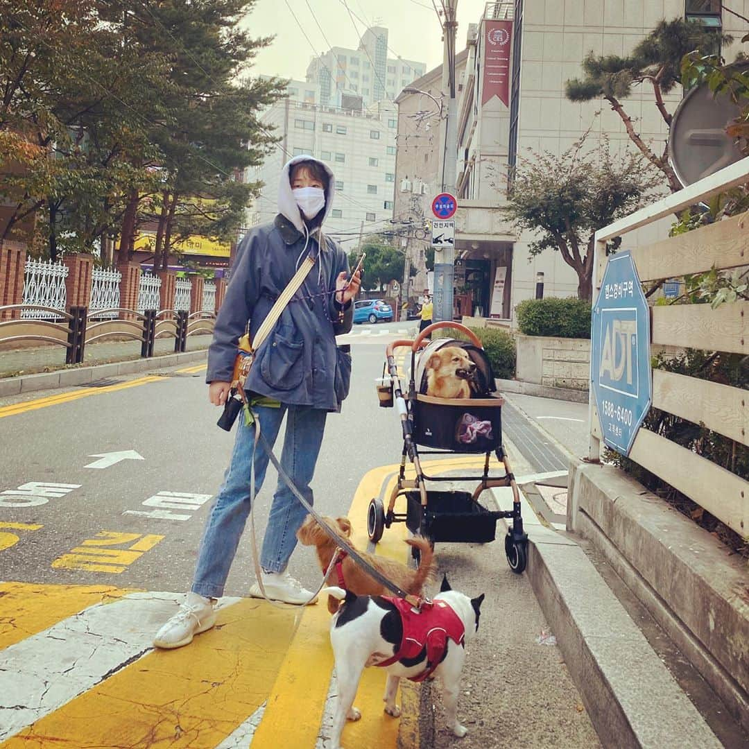 ヒョニ・カンさんのインスタグラム写真 - (ヒョニ・カンInstagram)「개어멈의 삶.. #프로산책러 🐕 🐶 🐶 첵스랑다단 그리고 #참봉사단설현이」10月28日 17時58分 - hyoni_kang