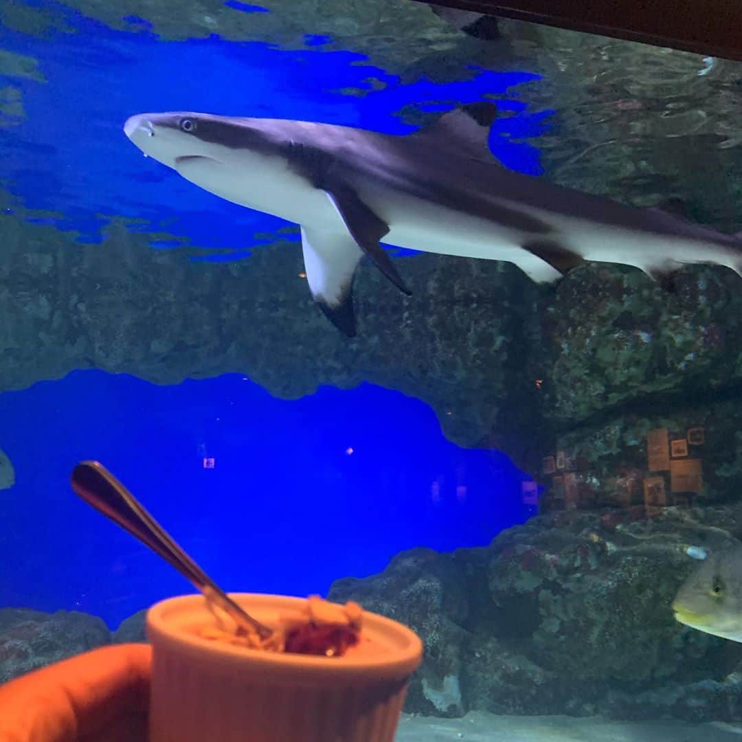 gram住道オペラパーク店さんのインスタグラム写真 - (gram住道オペラパーク店Instagram)「サメと、ウミガメがいてる神戸で話題のレストランのグランドシャークに行ってきた。初めてサメのフライ食べたけど美味しかった。店内は暗くてオシャレやしデートにオススメのお店🥰  やまろぐ3.8  #シャーク#ウミガメ#グランドシャーク#shark#grandshark#神戸#元町#三宮グルメ #やまろぐ」10月28日 18時03分 - yamarogu_official